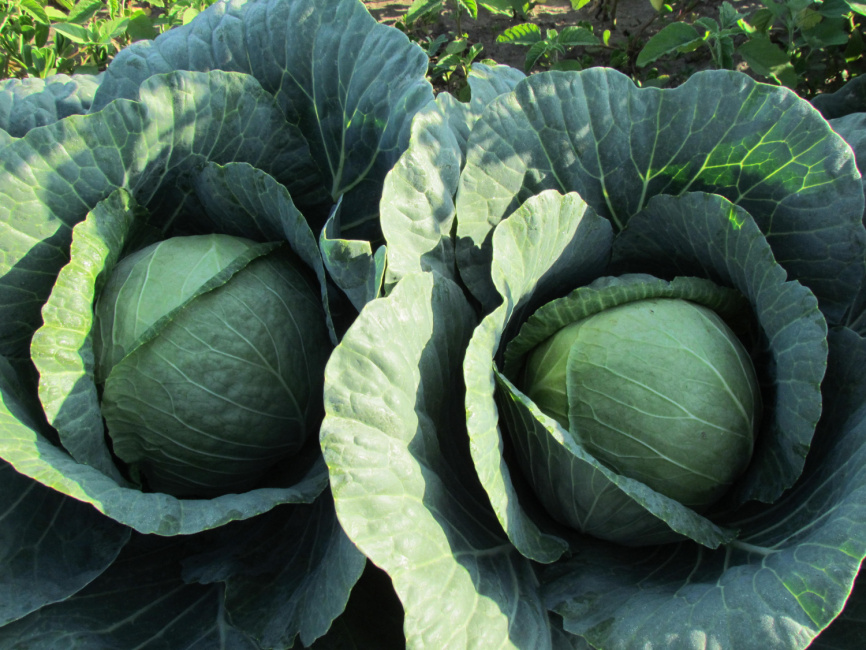 Аванте F1 / Avante F1,75-80 днів фото 1