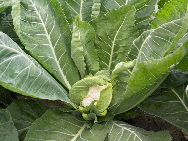 Спидстар F1 / Speedstar F1, 54-58 дней фото 2