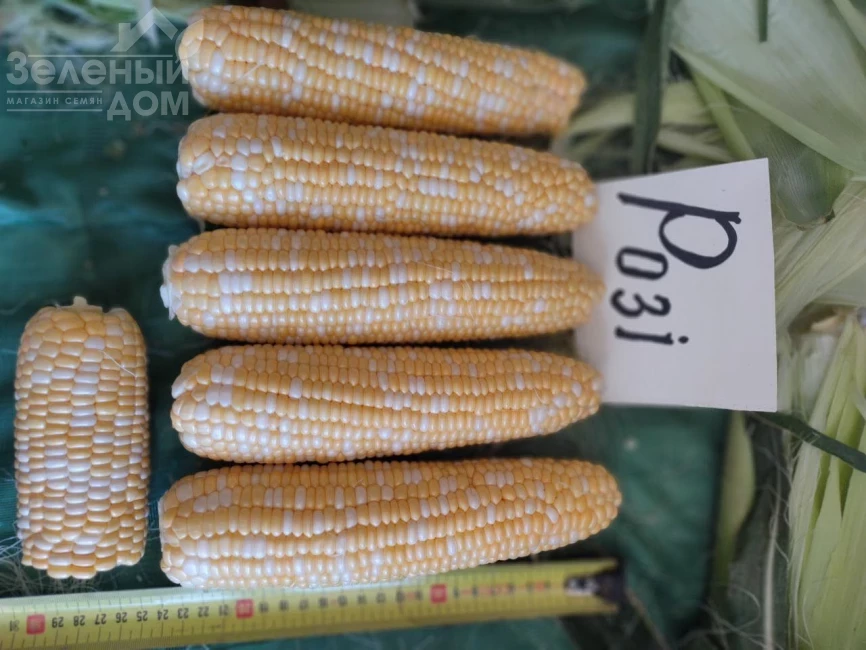 Рози F1 / Rozi F1, 73-74 дня фото 2