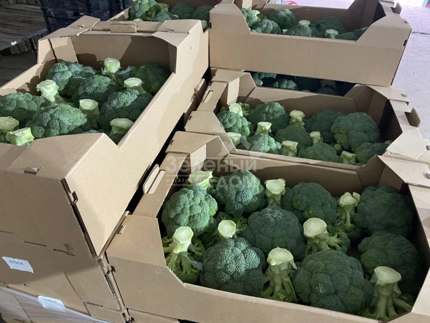 Самоа F1 / Samoa F1, 55-60 дней фото 2