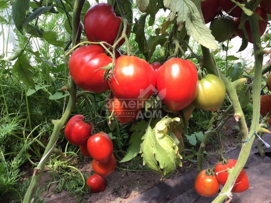 Массон F1 / Masson F1 фото 3