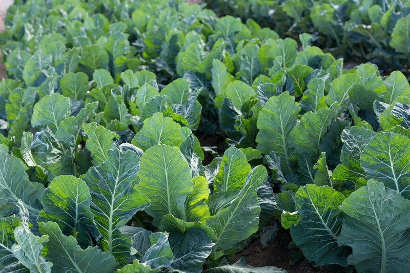 Валмер F1 / Valmer F1, 70-80 днів фото 2