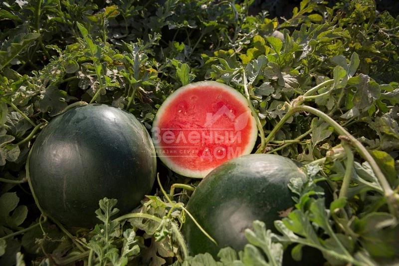 Гуэлва F1 / Huelva F1,55-60 дней фото 1