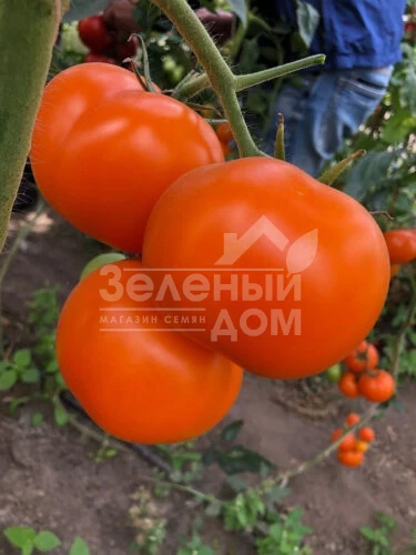 Еллоу Пешен F1 / Yellow Passion F1,100 дней фото 2