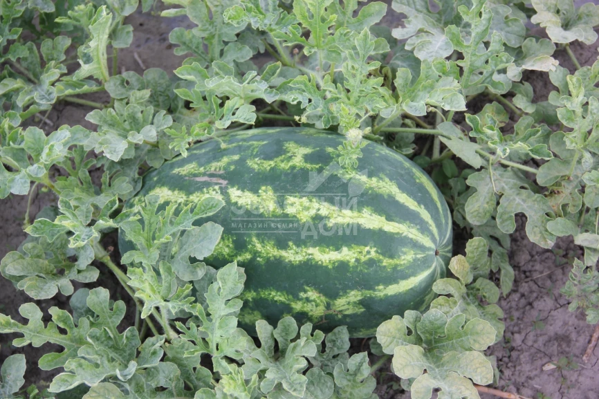 Хантер (LS 1812) F1 / Hanter (LS 1812) F1 фото 2