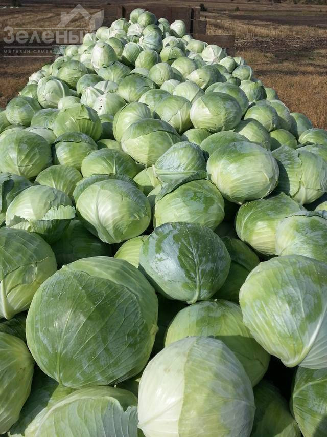 Агрессор F1 / Agressor F1,110-120 днів фото 1