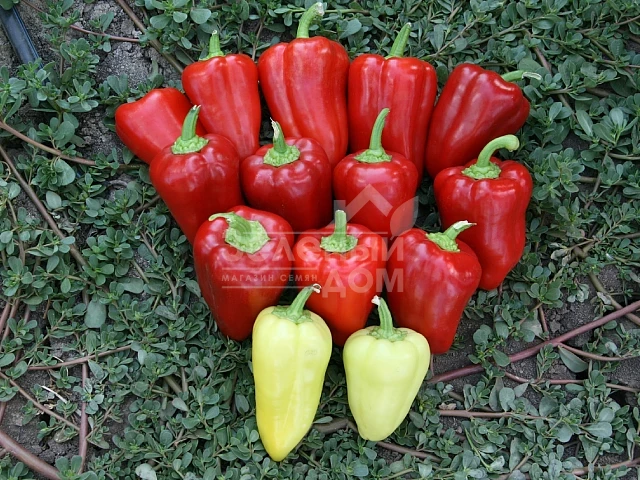 Кантатта F1 / Kantatta F1 фото 1