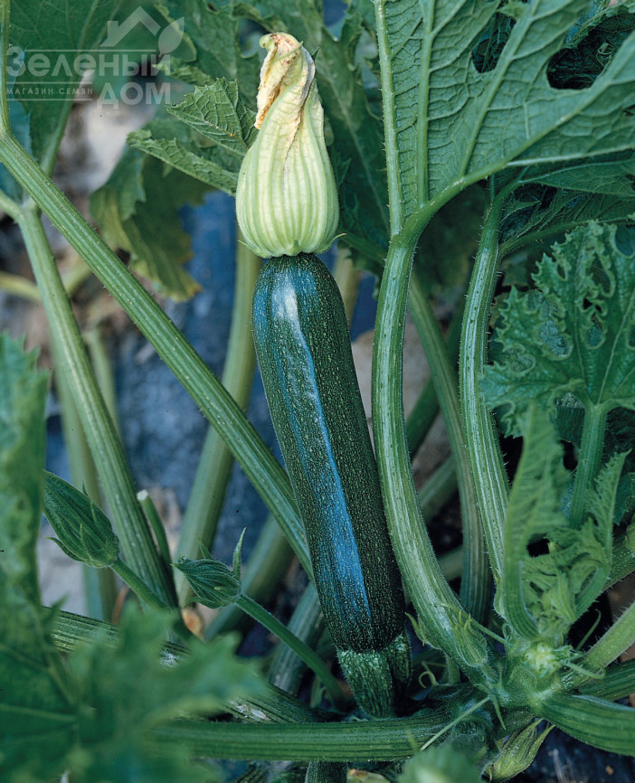 Супремо F1 / Supremo F1,42-45 днів фото 1