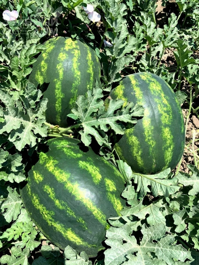 Леджио F1 / Legio F1 фото 2