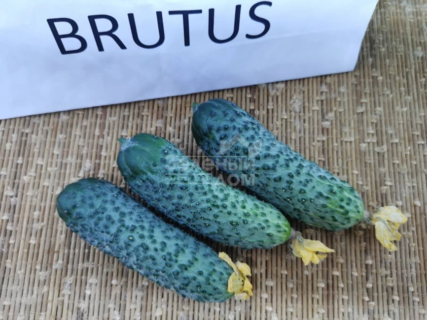 Брутус F1 / Brutus F1,35-37 дней фото 4