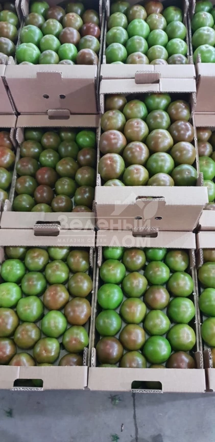 Силиври F1 / Silivri F1, 65-70 дней фото 3