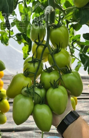 КС 221 F1 / KS 221 F1 фото 1