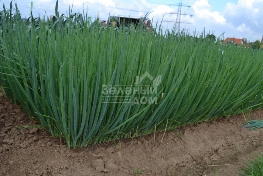 Леон F1 (TS 18-5714) / Leon F1 (TS 18-5714) фото 1