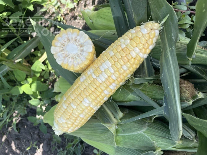 Казино F1 / Casino F1, 63 дня фото 1