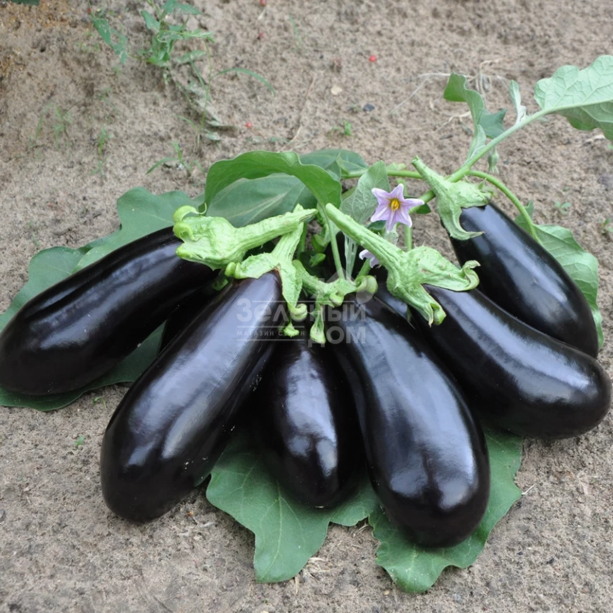 Вернал F1 / Vernal F1,90-100 дней фото 1