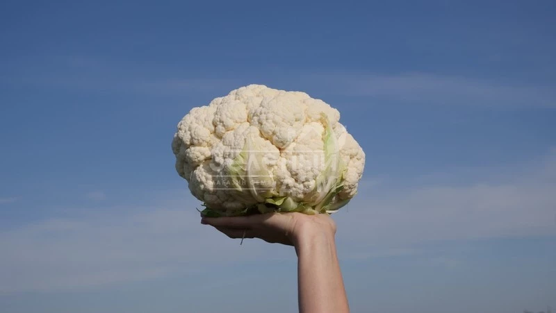 Ардент F1 / Ardent F1,80-85 дней фото 3