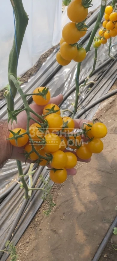 Саммер Сан F1 / Summer Sun F1 фото 3