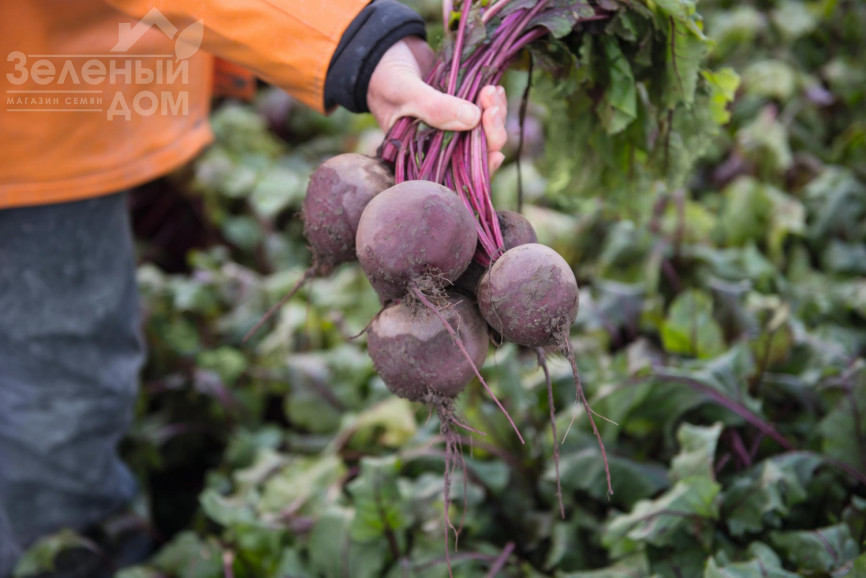 Водан F1 / Wodan F1,85-90 днів фото 2
