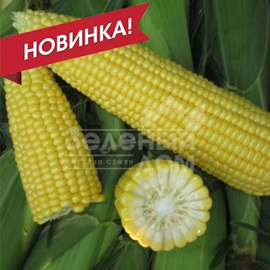 СВ 1514 F1 / SV 1514 F1, 80-82 дня фото 1