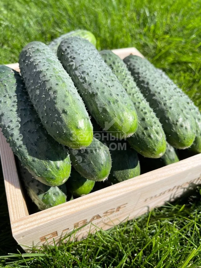 Стентор F1 / Stentor F1 фото 1