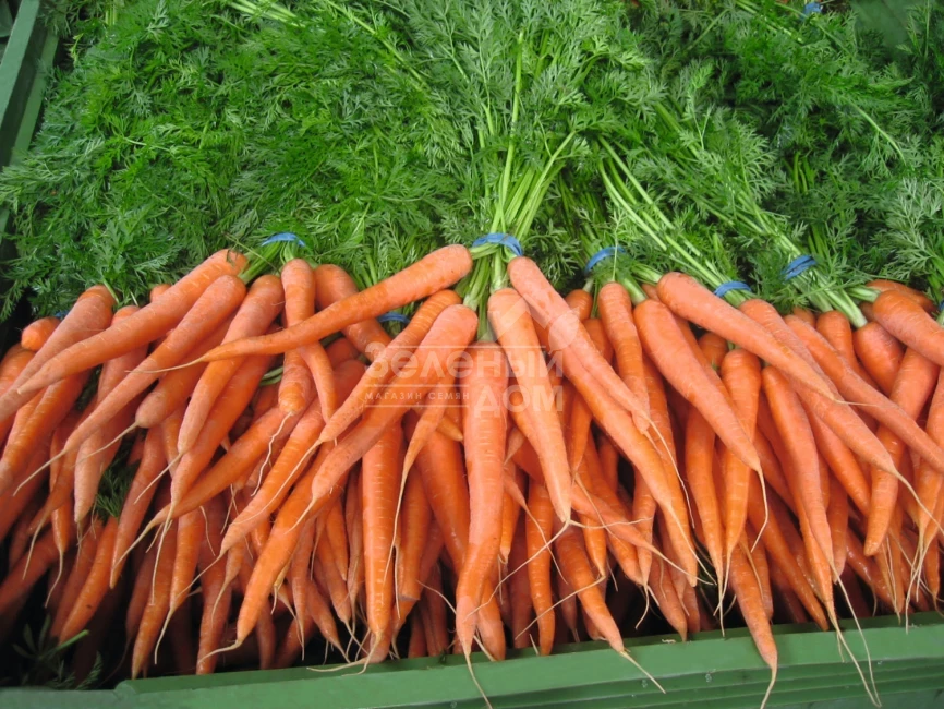 Наполи F1 / Napoli F1,90 дней фото 1