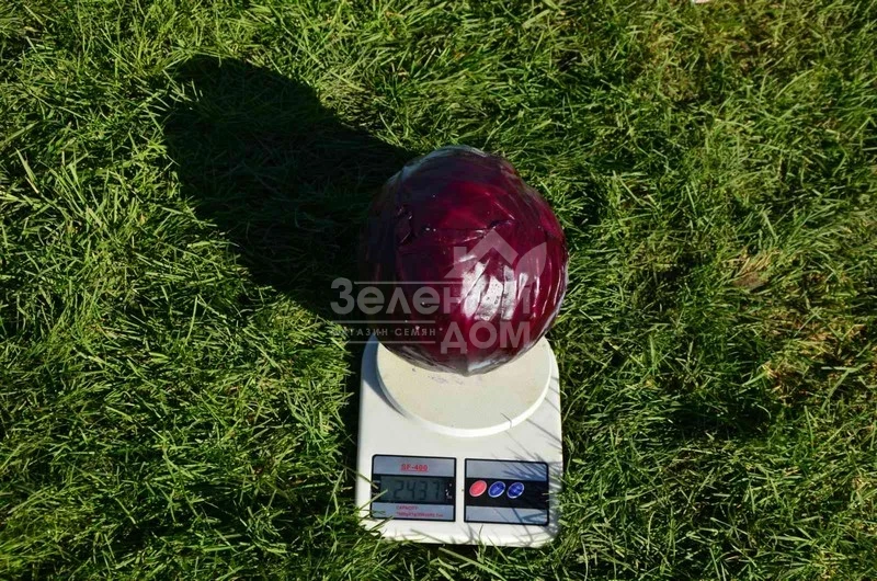 Редгард F1 / Redgard F1,130-135 дней фото 2