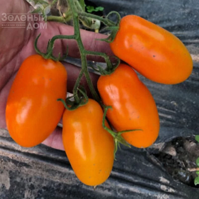 Ремембе F1 / Remembe F1,100 дней  фото 3