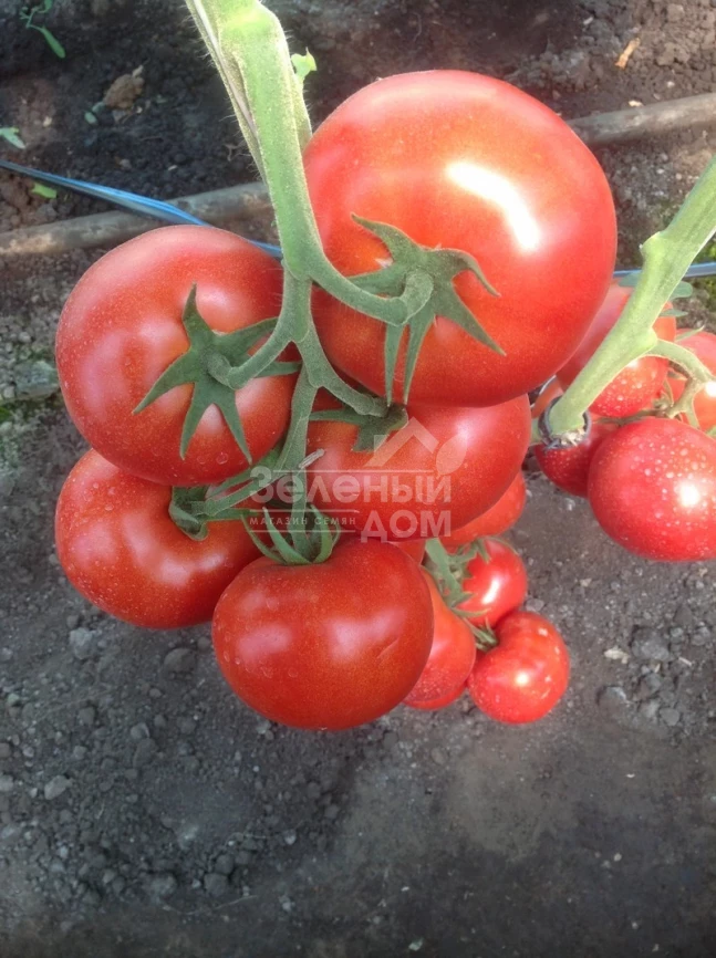 Зульфия F1 / Zulfia F1,105-115 дней фото 2