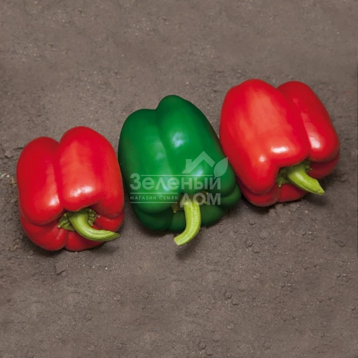 Катан F1 / Katan F1 фото 1