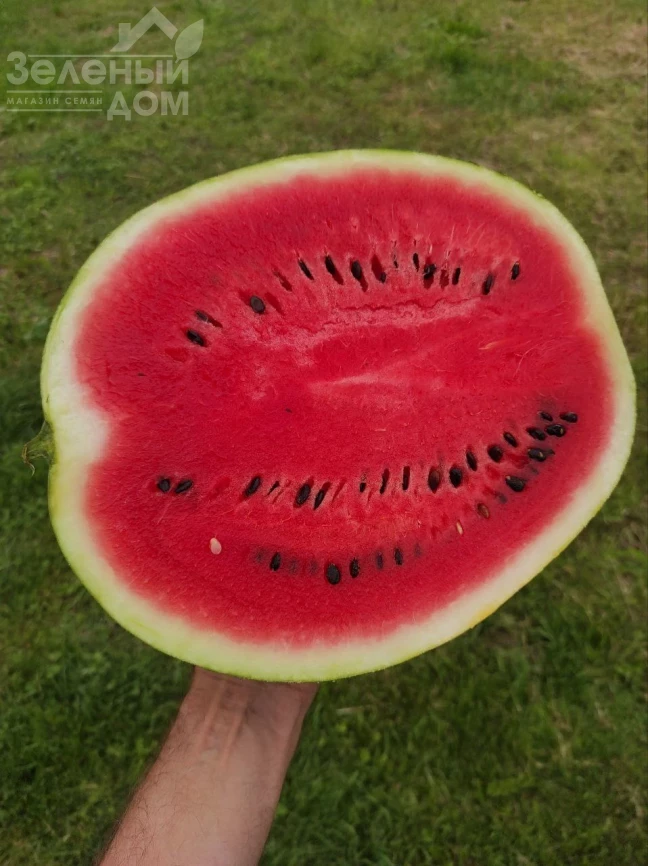 Зоря F1 / Zorya F1 фото 1