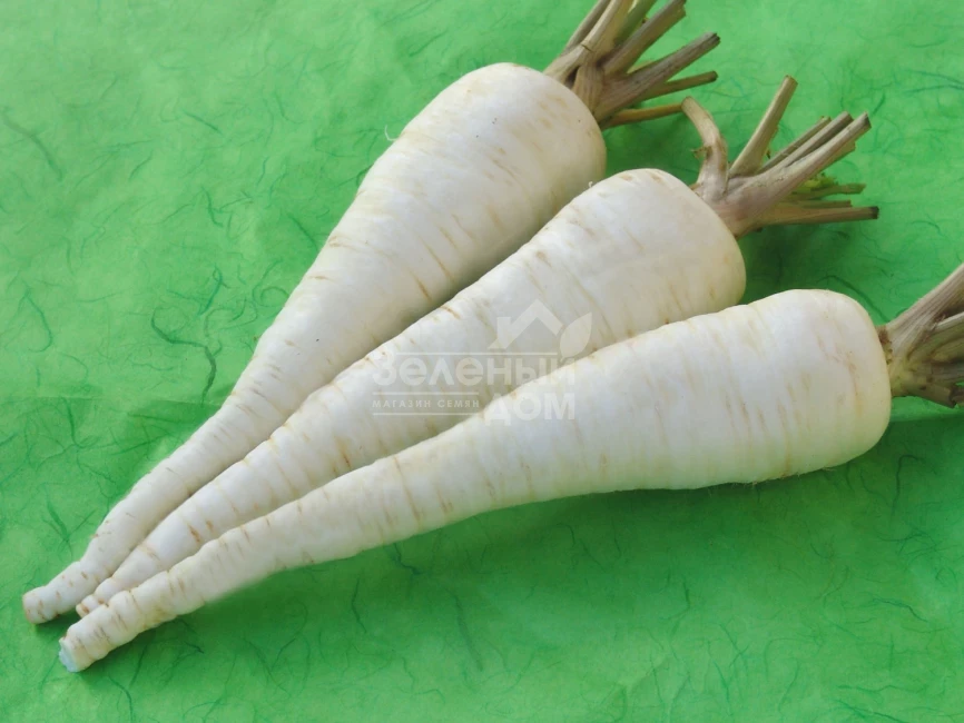 Алба / Alba,175-195 дней фото 1