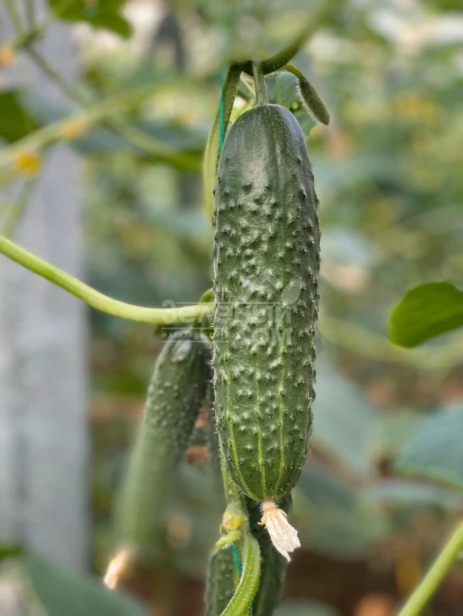 Баде F1 / Bade F1 фото 1