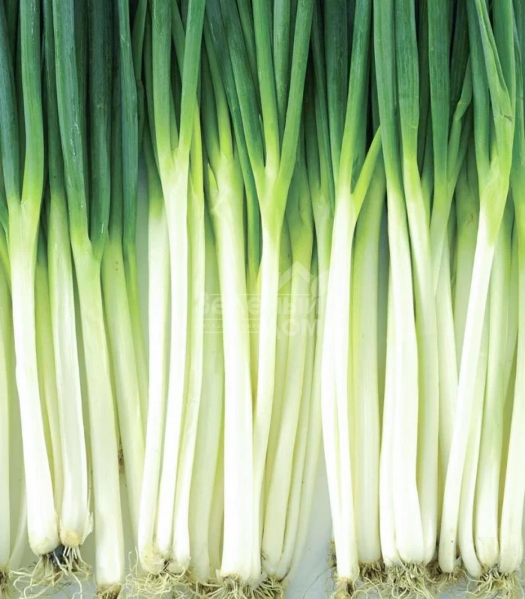 Винтер Силвер / Winter Silver,58-62 дня фото 1