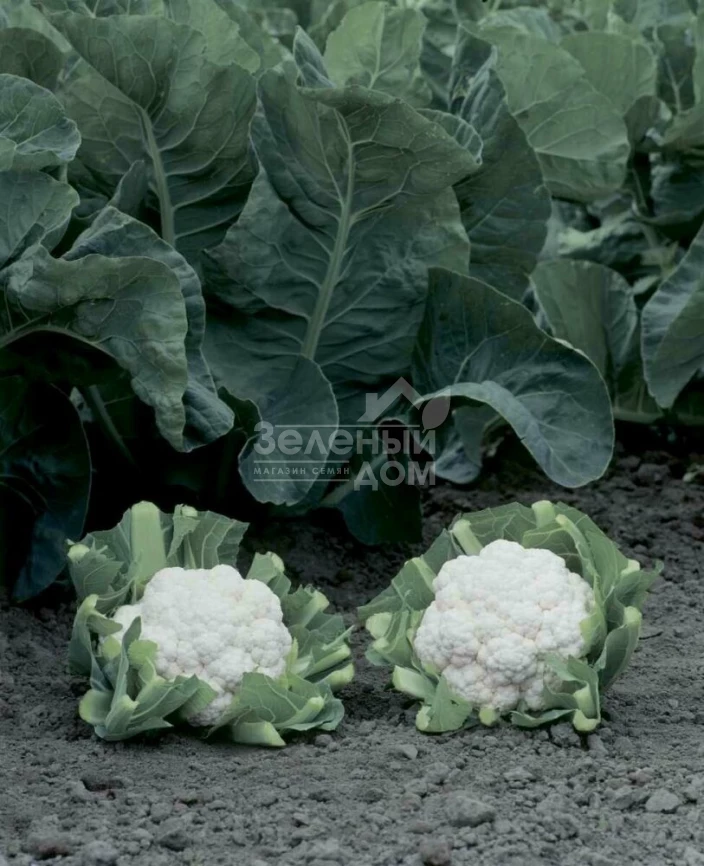 Опал / Opaal,55-60 дней фото 3