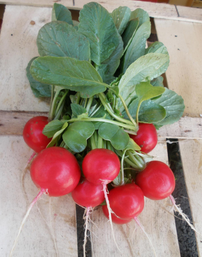 Розетта F1 / Rosetta F1,25-30 днів фото 2