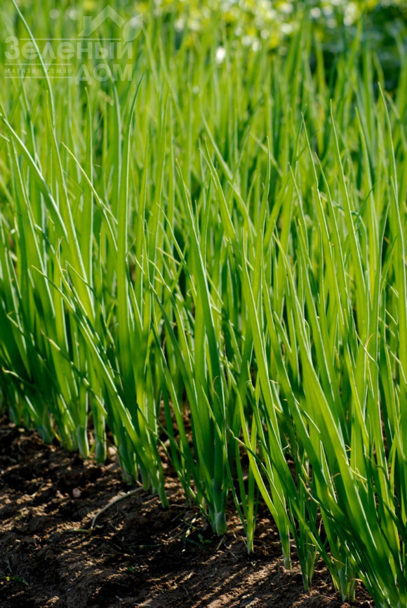 Кайгаро / Kaygaro,54 дні фото 1