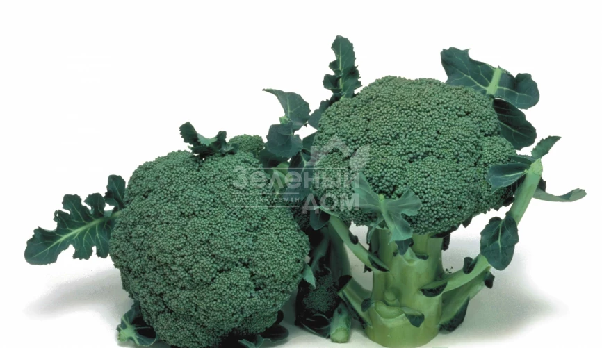 Маратон F1 / Marathon F1,75-80 дней фото 1