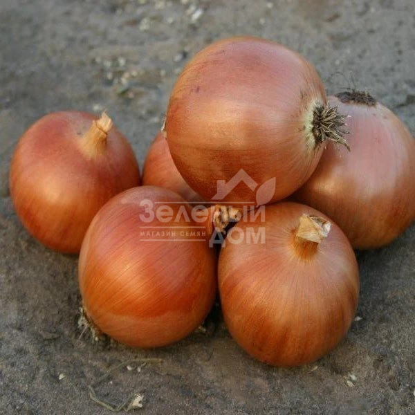 Копер Бол F1 / Copper Ball F1,110-116 дней фото 1