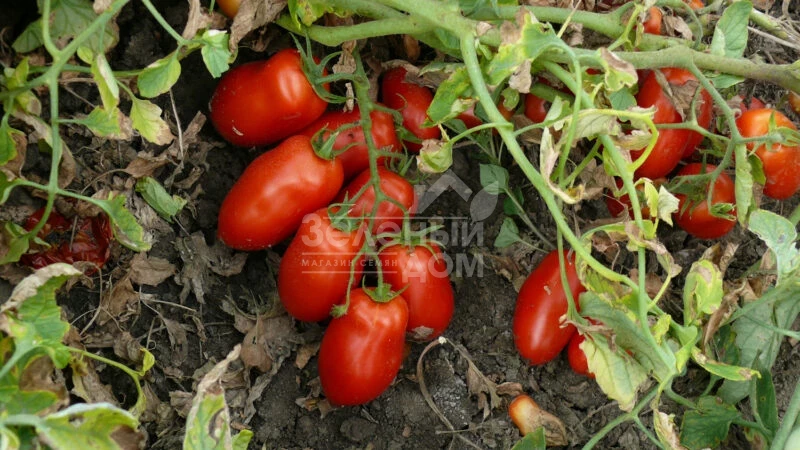 Харди F1 / Hardi F1, 100 дней фото 2