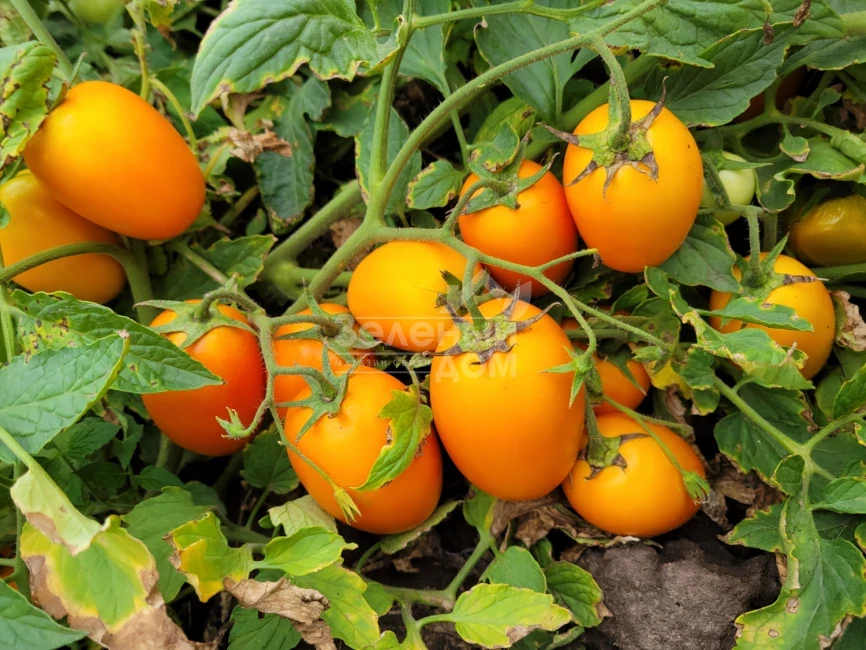 Оранж Плам F1 / Orange Plam,100 дней фото 1