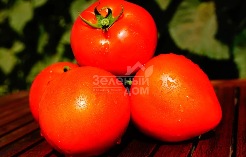 Каста F1 / Kasta F1,55-60 дней фото 3