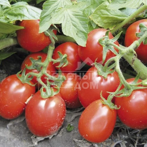 Рио Гранде / Rio Grande,120 (Lark Seeds) фото 1