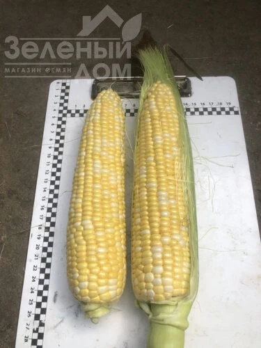 Экшен F1 / Action F1, 77 дней фото 3