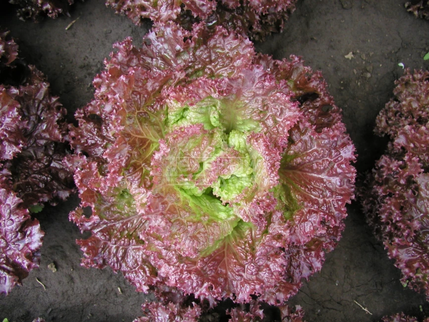 Росет / Roset фото 1