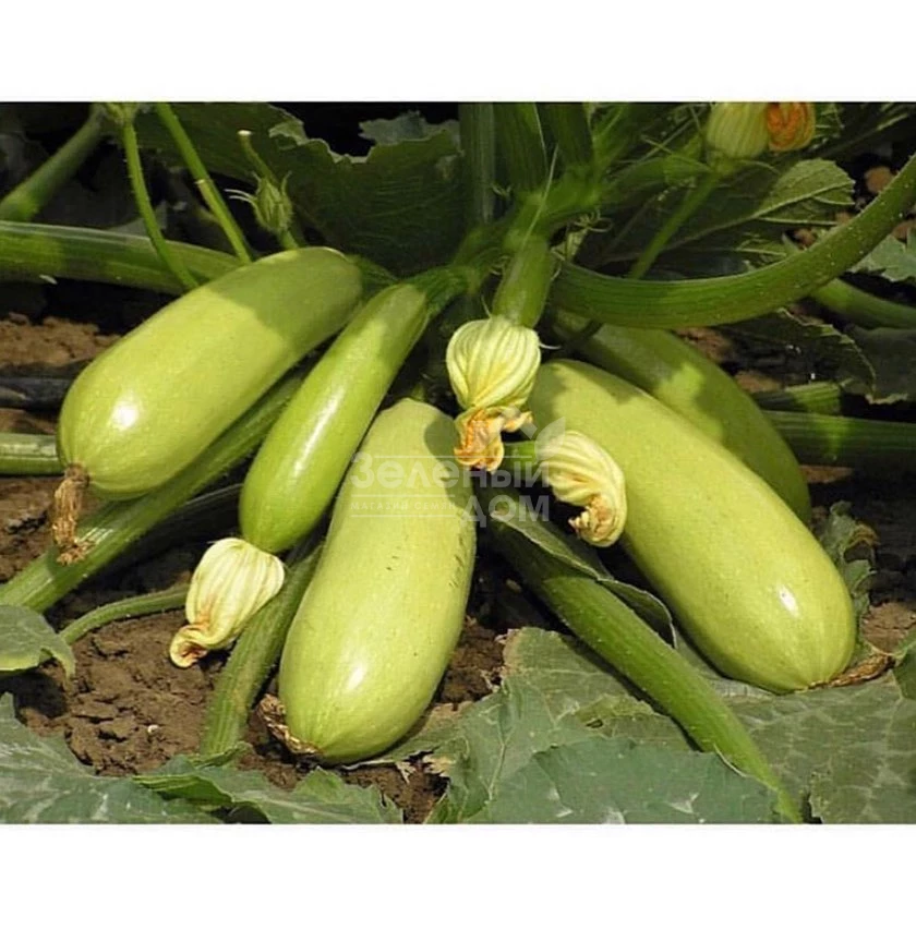 Искандер F1 / Eskenderany F1,40-45 дней фото 1