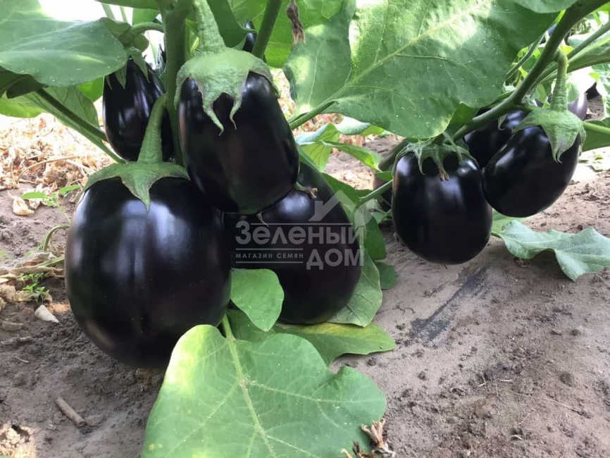 Рафаэла F1 / Rafaela F1, 65 дней фото 3