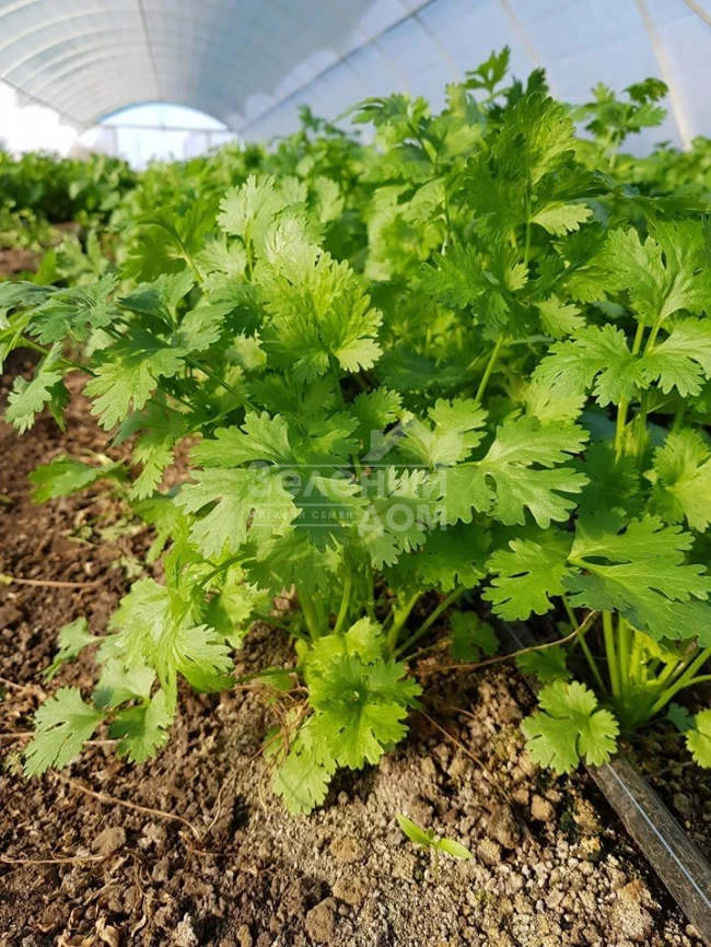 Марино / Marino,40-45 дней фото 4