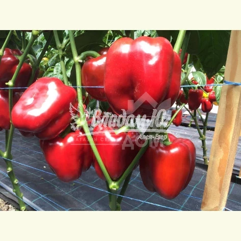 Ред Дир F1 / Red Dir F1, 65-70 дней фото 1