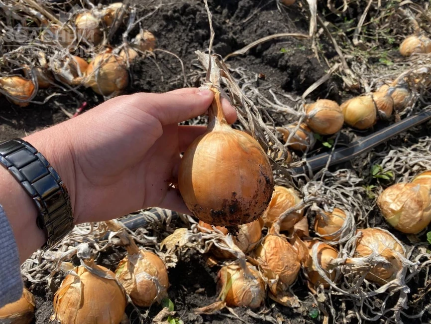 Торус F1 / Torus F1, 90-100 дней фото 1