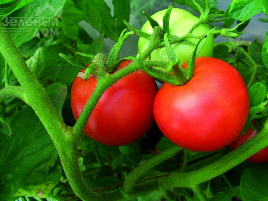 Куманек F1 / Kumanek F1, 90-95 дней фото 1